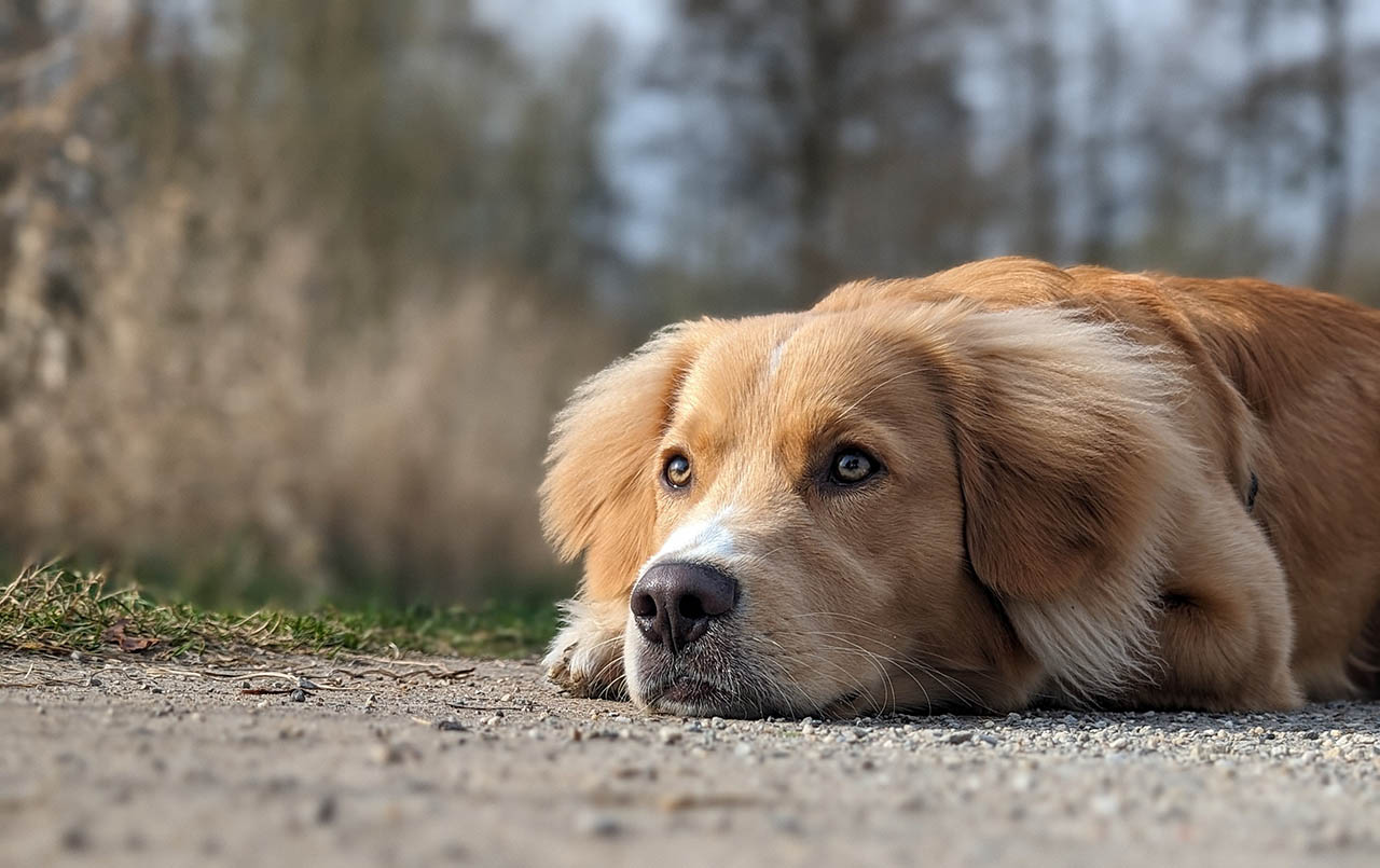 Simba aus Rheda-Wiedenbrück
